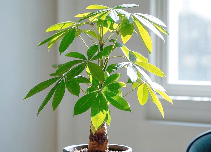 发财树养护指南：让你的绿植茁壮成长