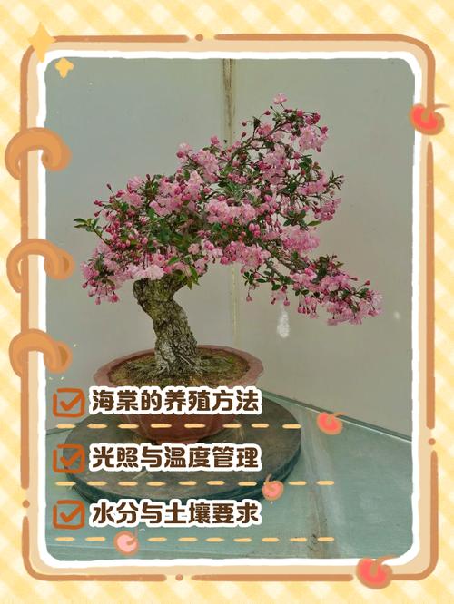 海棠花老桩夏季怎么栽_海棠老桩夏季养护要点