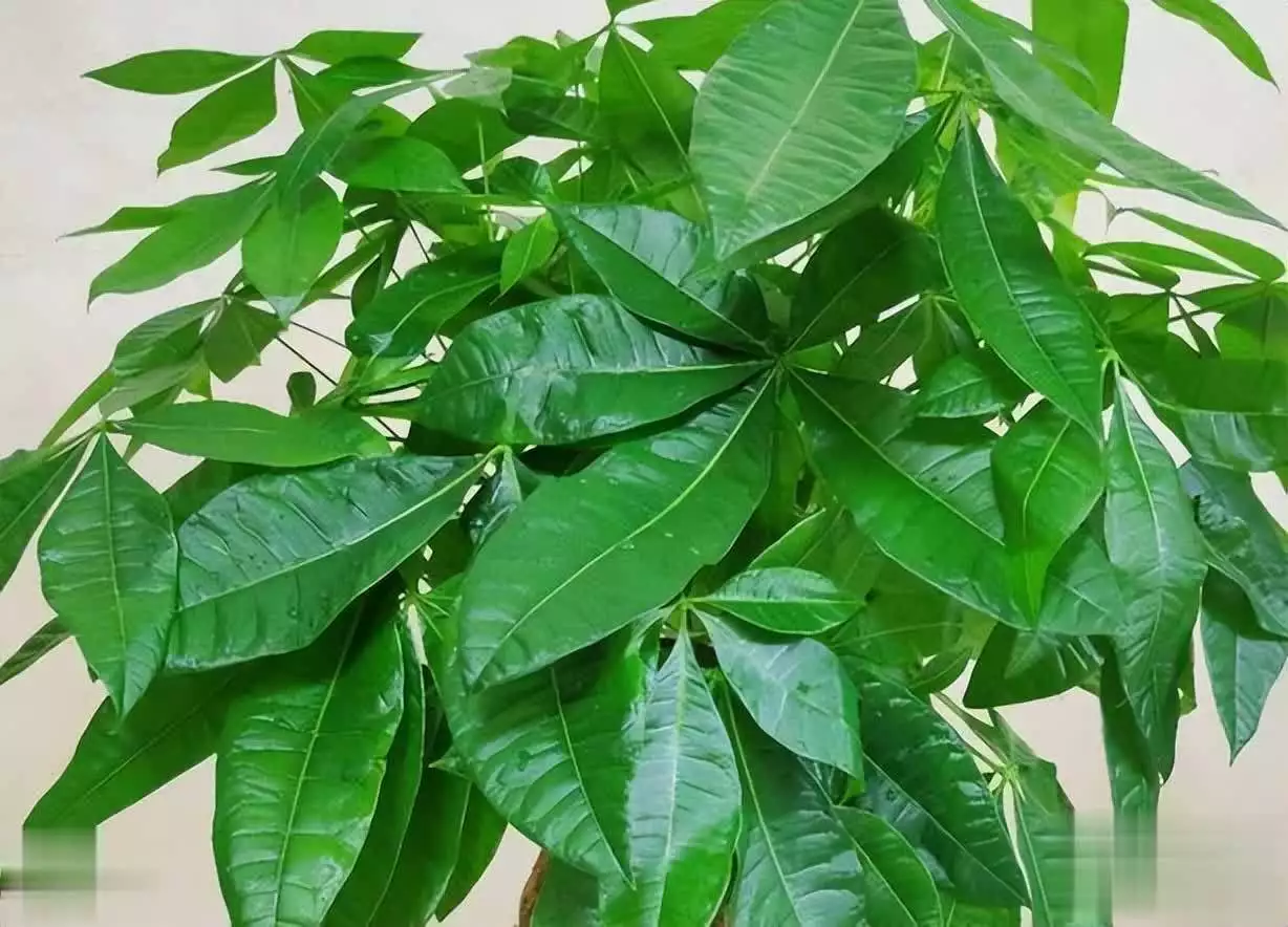 发财树养殖方法及注意事项，掌握4个技巧，让它茂密葱绿长得高