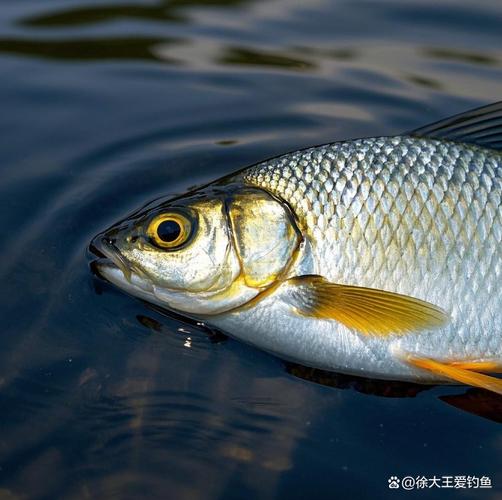 路亚翘嘴和台钓鳊鱼技巧