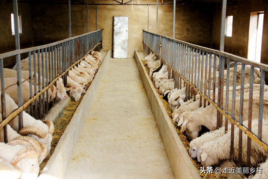 养羊规模越大越赚钱？这5个坑90%的人都踩过！