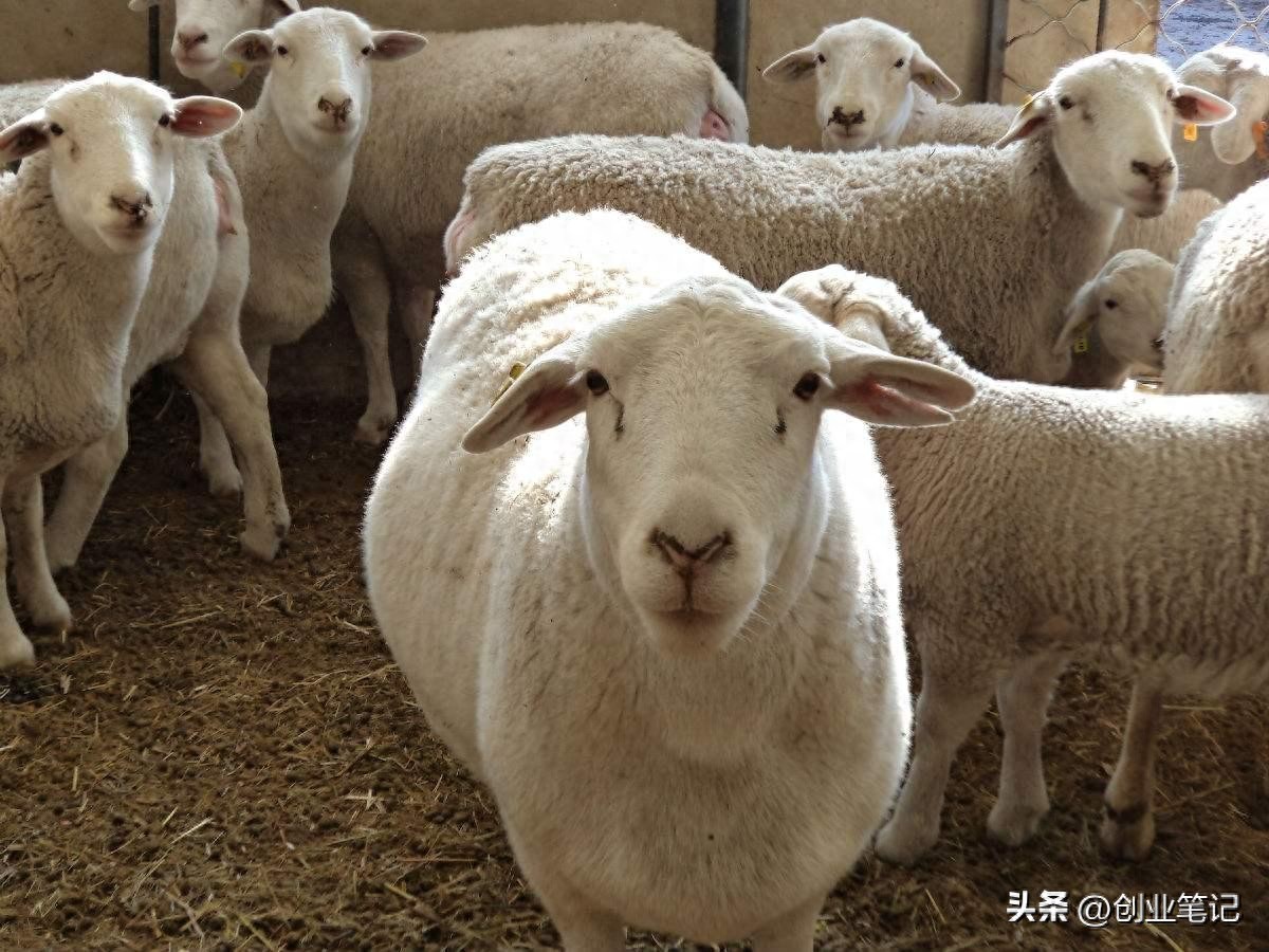 农村养羊想稳赚不赔？避开这几个致命误区，轻松赚踏实钱
