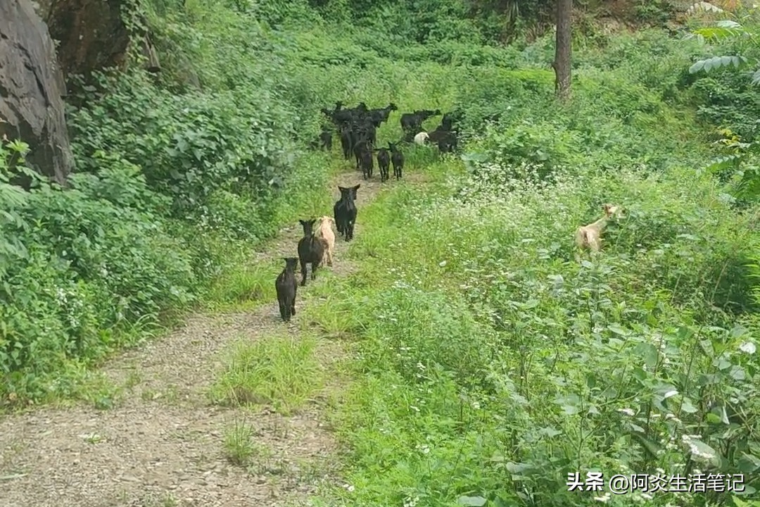 别轻信养羊年入几十万，算完账彻底清醒