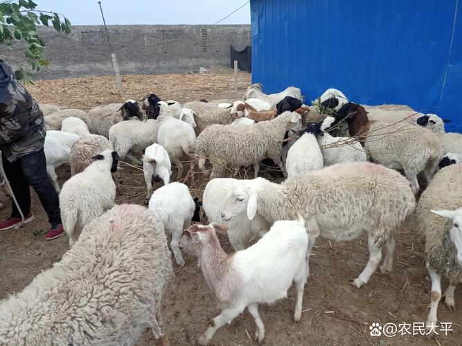 30万在农村投资养羊，现在到底赚不赚钱？