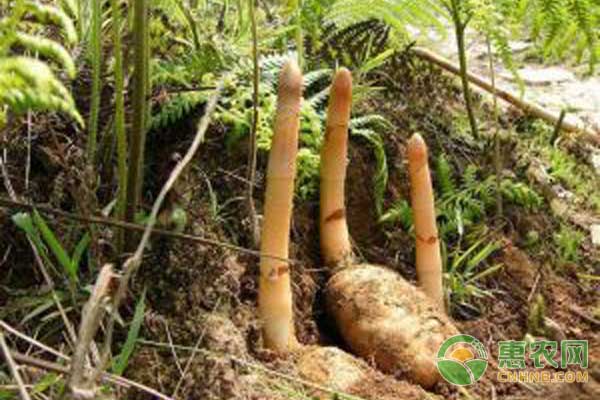 天麻种植技术及经济效益分析