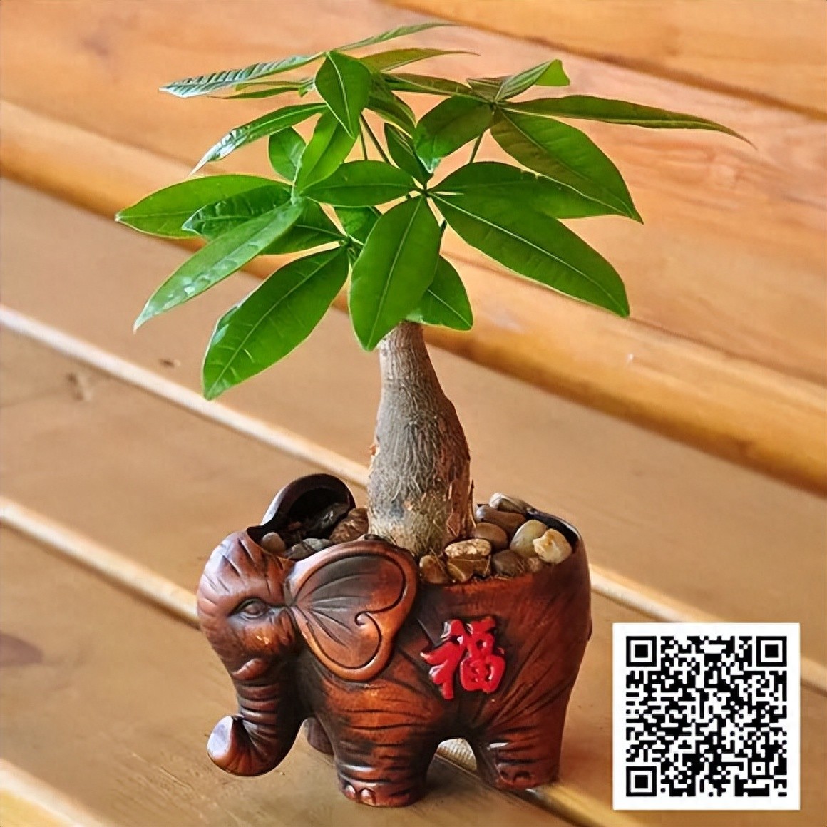 家里养这8种绿植，招财又旺宅，人人都喜欢！