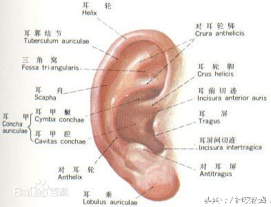 揉揉耳朵活气血 6个位置让健康常伴