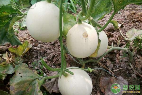 白香瓜种植技术与管理法