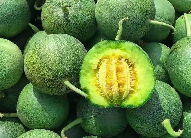个人独居：香瓜种植方法，香甜可口，高产量优质作物