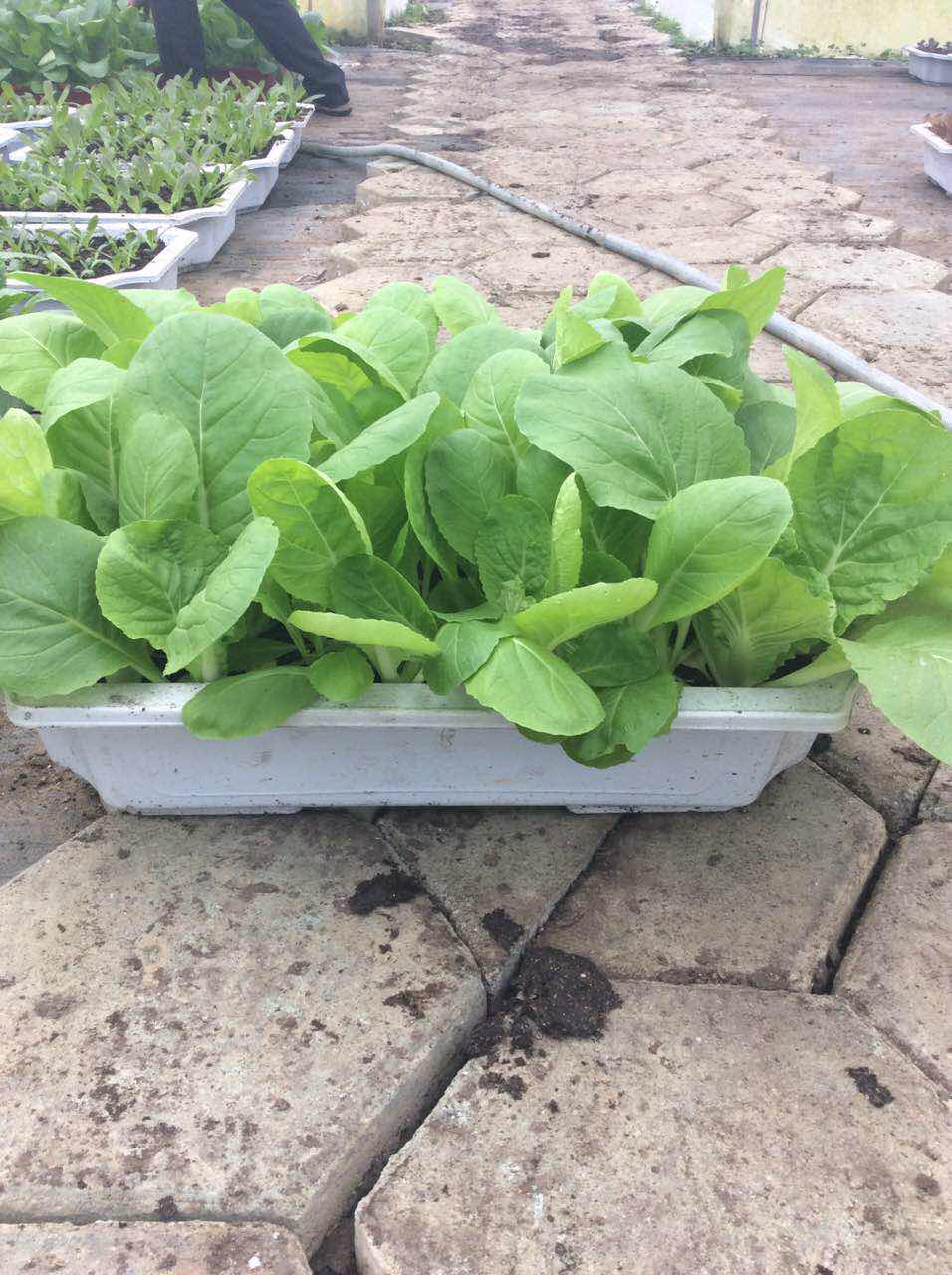 盆栽蔬菜，九种最常见蔬菜阳台种植步骤最详解，可食可观可养