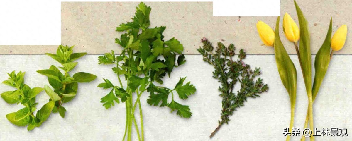 最佳室内蔬果的种植方法及植物档案