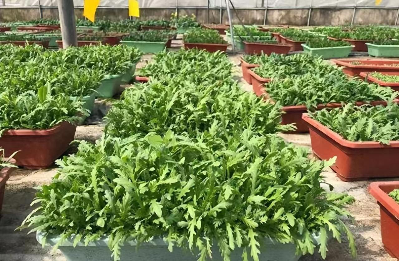 秘密揭晓！泡沫箱、花盆种植这些蔬菜，好看又好吃，简单到爆炸！